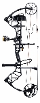 Bear Species XT